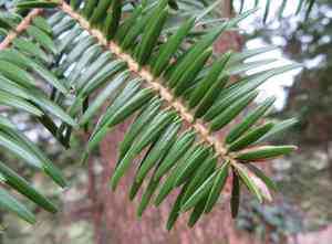 Momi fir(Abies firma)