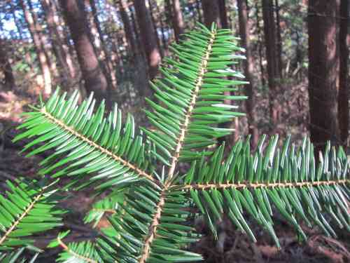 Momi fir(Abies firma)