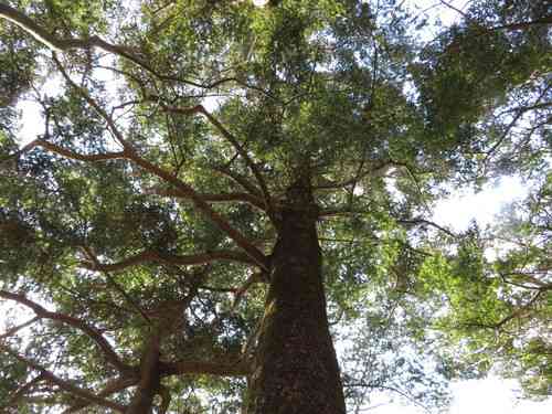 Momi fir(Abies firma)