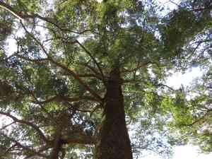 Momi fir(Abies firma)