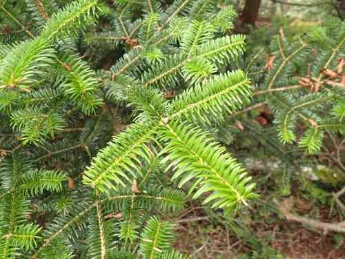 Momi fir(Abies firma)