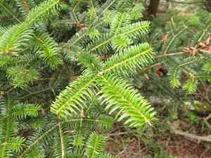 Momi fir(Abies firma)