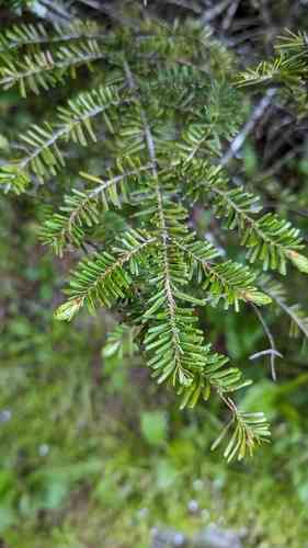 Fraser's fir(Abies fraseri)