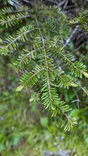 Fraser's fir(Abies fraseri)