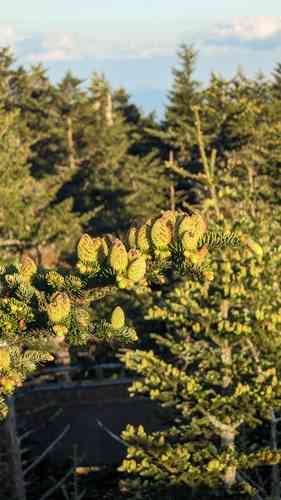 Fraser's fir(Abies fraseri)