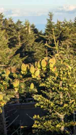 Fraser's fir(Abies fraseri)