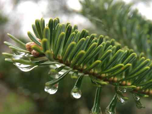 Fraser's fir(Abies fraseri)