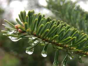 Fraser's fir(Abies fraseri)
