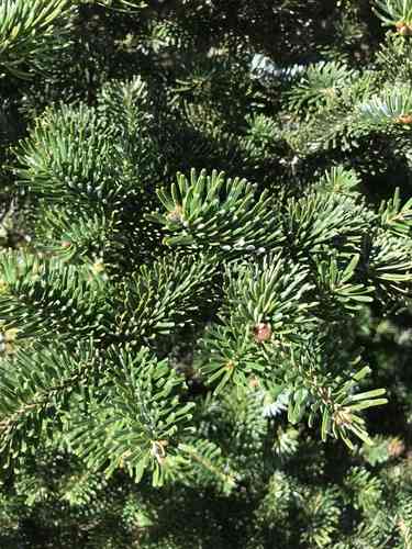 Fraser's fir(Abies fraseri)