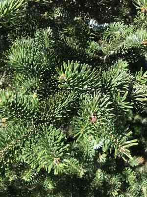 Fraser's fir(Abies fraseri)