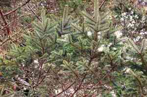 Guatemalan fir(Abies guatemalensis)