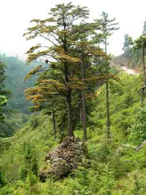 Guatemalan fir(Abies guatemalensis)