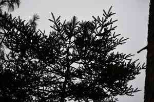 Guatemalan fir(Abies guatemalensis)