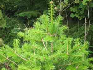 Manchurian fir(Abies holophylla)