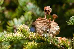 Manchurian fir(Abies holophylla)
