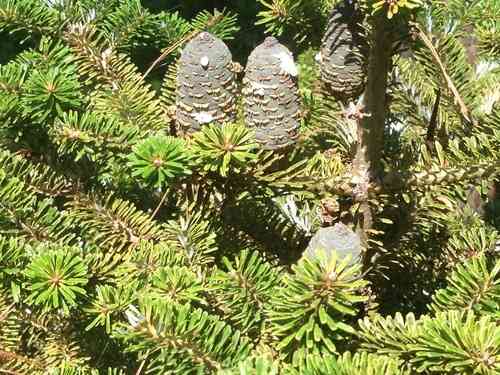 Korean fir(Abies koreana)