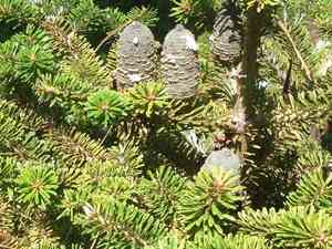 Korean fir(Abies koreana)