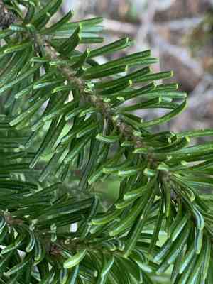 Subalpine fir(Abies lasiocarpa)