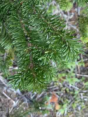 Subalpine fir(Abies lasiocarpa)