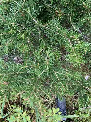 Subalpine fir(Abies lasiocarpa)