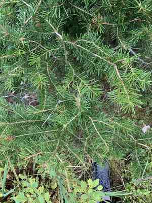 Subalpine fir(Abies lasiocarpa)
