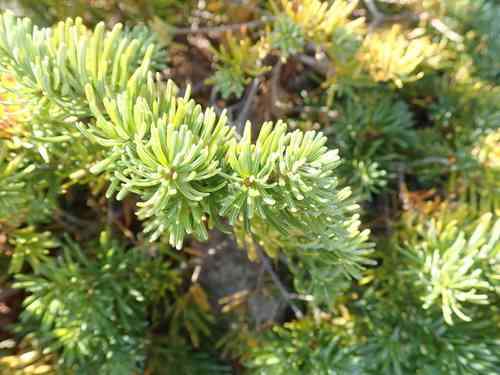 Subalpine fir(Abies lasiocarpa)