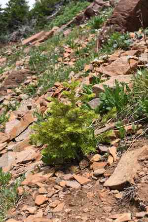 Subalpine fir(Abies lasiocarpa)