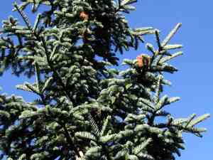 Shasta red fir(Abies magnifica)