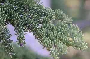 Shasta red fir(Abies magnifica)