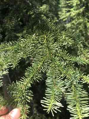 Shasta red fir(Abies magnifica)