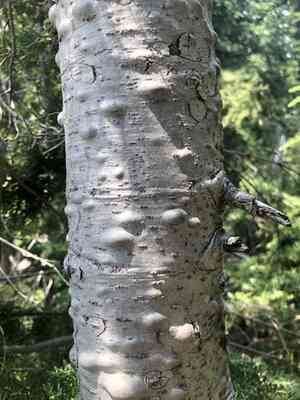 Shasta red fir(Abies magnifica)