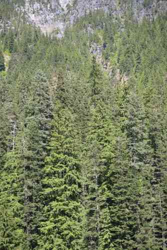 Noble fir(Abies procera)