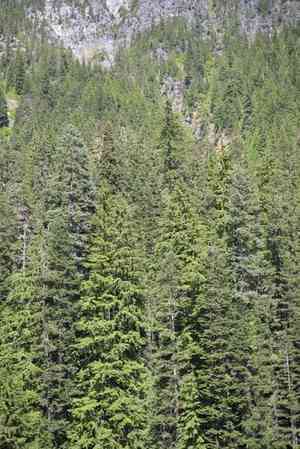 Noble fir(Abies procera)
