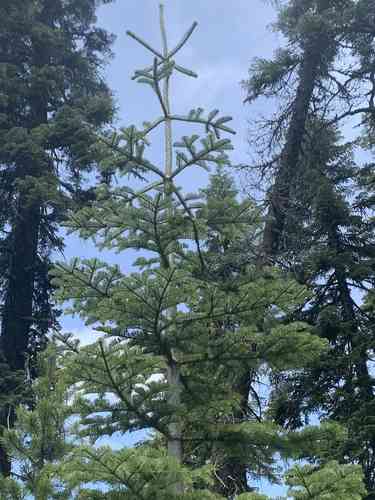 Noble fir(Abies procera)