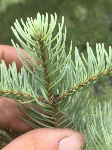 Noble fir(Abies procera)