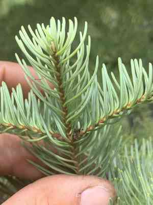 Noble fir(Abies procera)