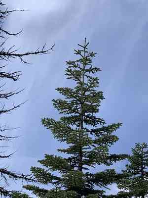 Noble fir(Abies procera)