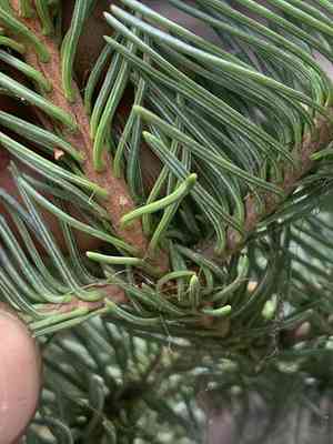 Noble fir(Abies procera)