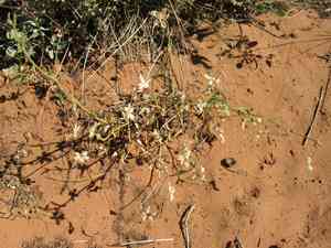 Fragrant white sand verbena(Abronia elliptica)