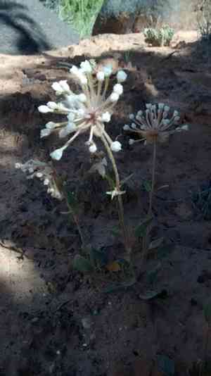 Fragrant white sand verbena(Abronia elliptica)