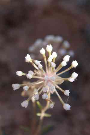 Fragrant white sand verbena(Abronia elliptica)