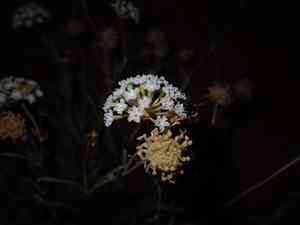 Fragrant white sand verbena(Abronia elliptica)