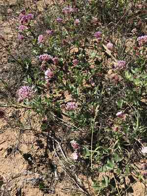 Snowball sand verbena(Abronia fragrans)