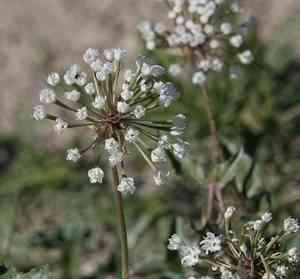 Snowball sand verbena(Abronia fragrans)
