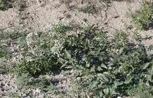 Snowball sand verbena(Abronia fragrans)