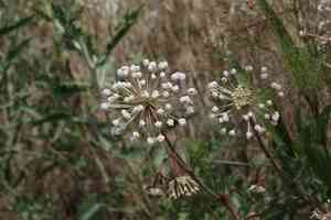 Snowball sand verbena(Abronia fragrans)
