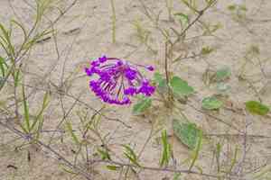 Largefruit sand verbena(Abronia macrocarpa)