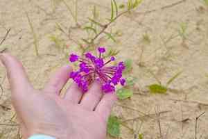 Largefruit sand verbena(Abronia macrocarpa)