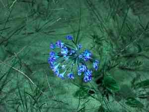 Largefruit sand verbena(Abronia macrocarpa)