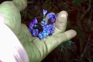 Largefruit sand verbena(Abronia macrocarpa)